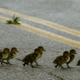Image for article titled Canadian Woman Stops to Save Baby Ducks, Causes Fatal Car Crash